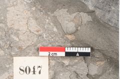 Foto (Detailansicht) von Cassia berenices Unger (NHMW-GEO-2024-0188-8047)
